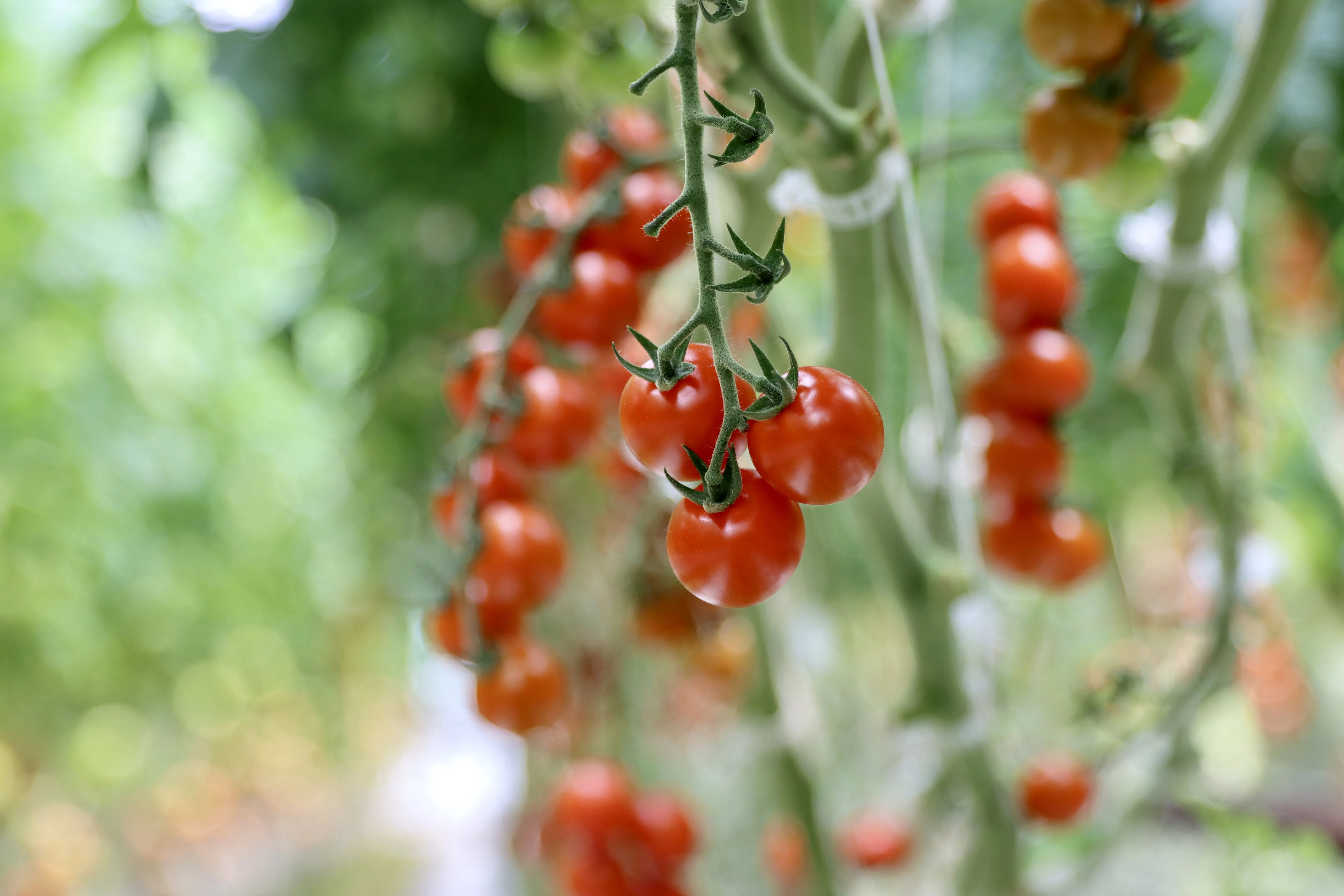Cherry tomatoes ripening on the vine